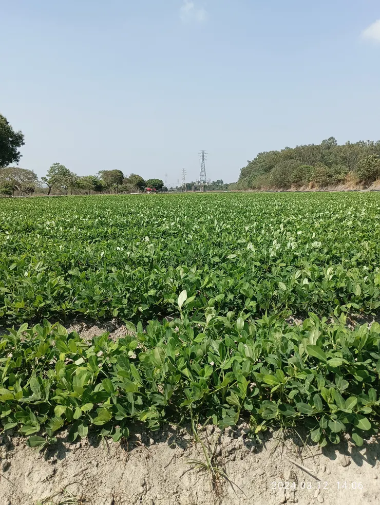 一眼不盡花生田，自拍