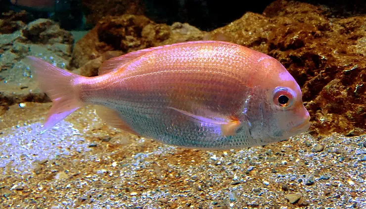 赤鯮。由 Totti - 自己的作品, CC BY-SA 4.0