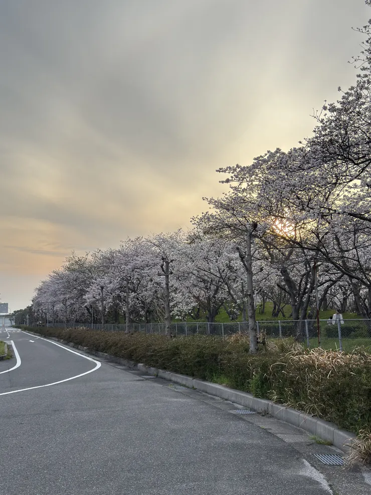 米子機場旁有整排櫻花樹