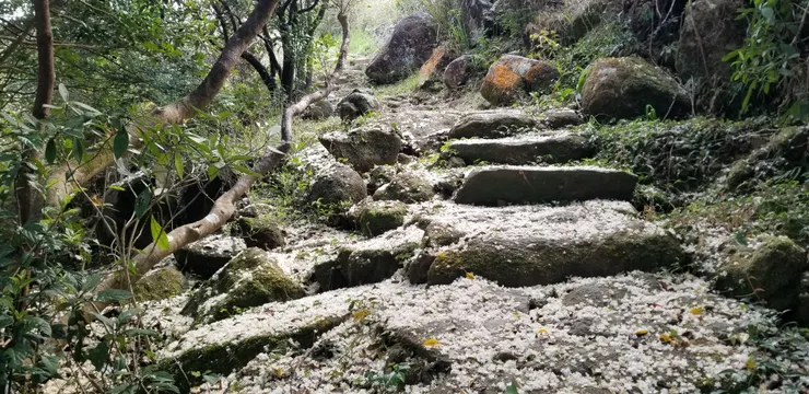 掉下來的花成為一處獨特風景