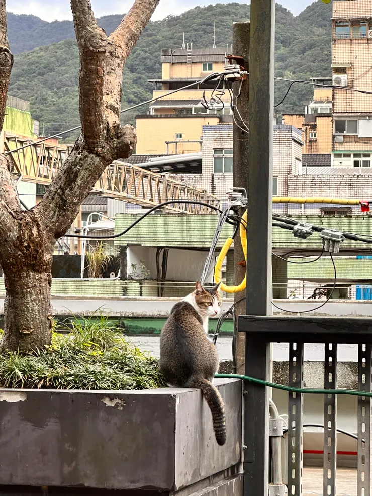 （圖：新村芳書院附近的貓，觀察貓咪寧靜、獨立的自在，總會獲得一股說不上來的平靜與安慰。）