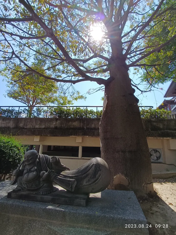 佛肚樹，自拍攝