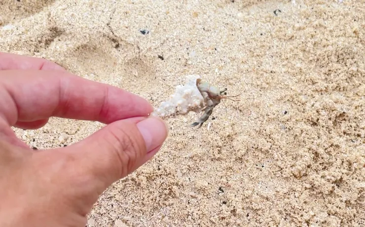 未受污染的沙灘,細軟的沙上發現寄居蟹