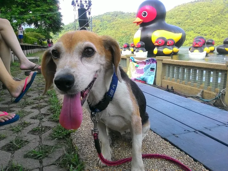 一起去旅行的coco