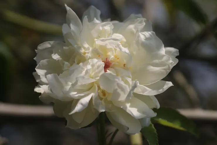檀心(紫紅色花心)，是荼蘼花的特徵之一。元代詩人葉顒〈酴醾〉：「一點檀心氣味長，向人無語舞霓裳。」