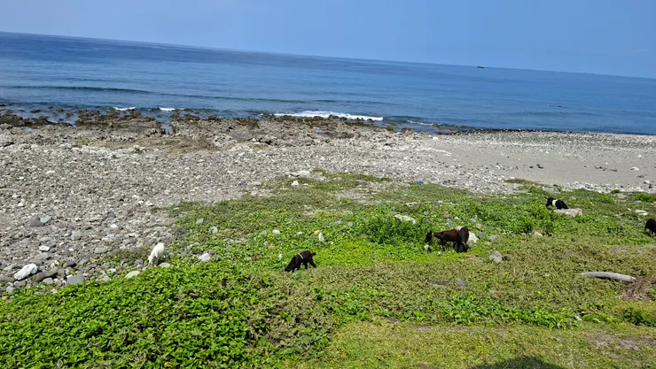 海邊也有羊