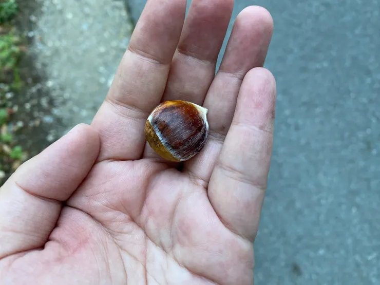 獲得一個栗子護身符（後來留在馬德里的飯店）