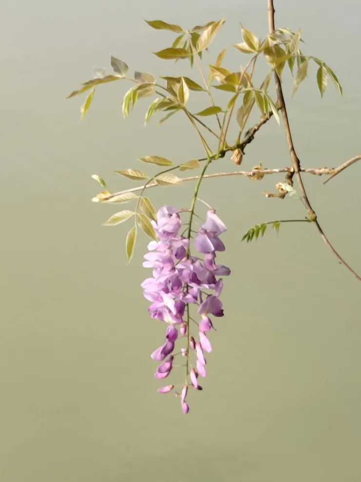 懸空於湖面上的紫藤花隨風搖動,令筆者留下深刻印象,也感謝教導自己拍照技巧的人們。