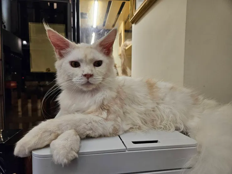 特寵業字第A1140098號