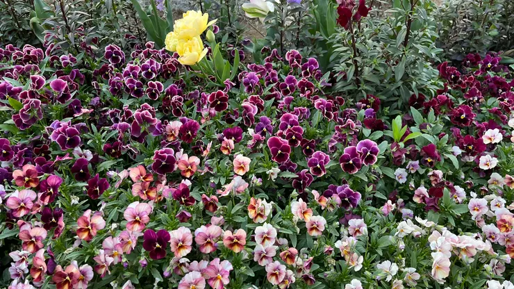 上面還有一點鬱金香。