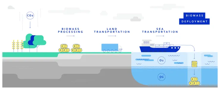 海洋生物質碳封存流程示意圖