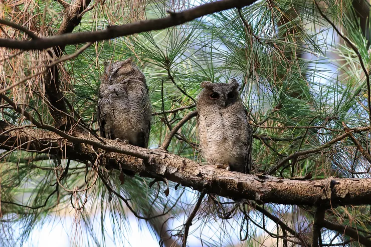 台大共同教室前的毛球們