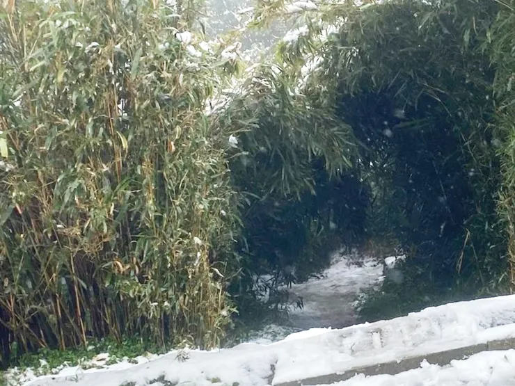 步道「冰洞」化。（攝影：抱城，2024/1/23。）