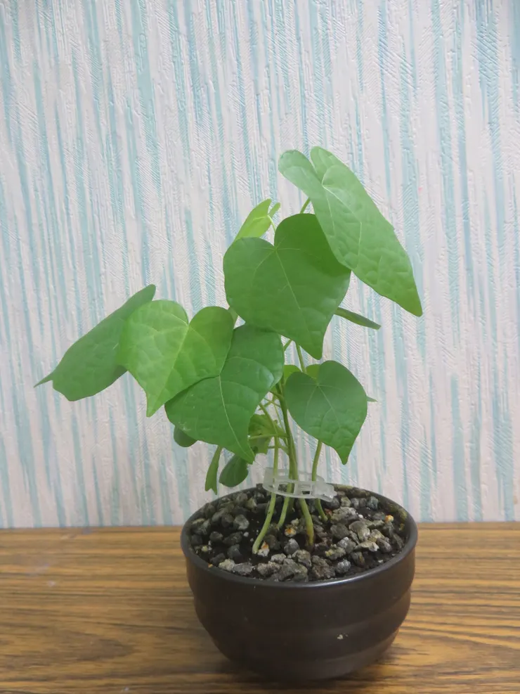 北投社大113.06.12