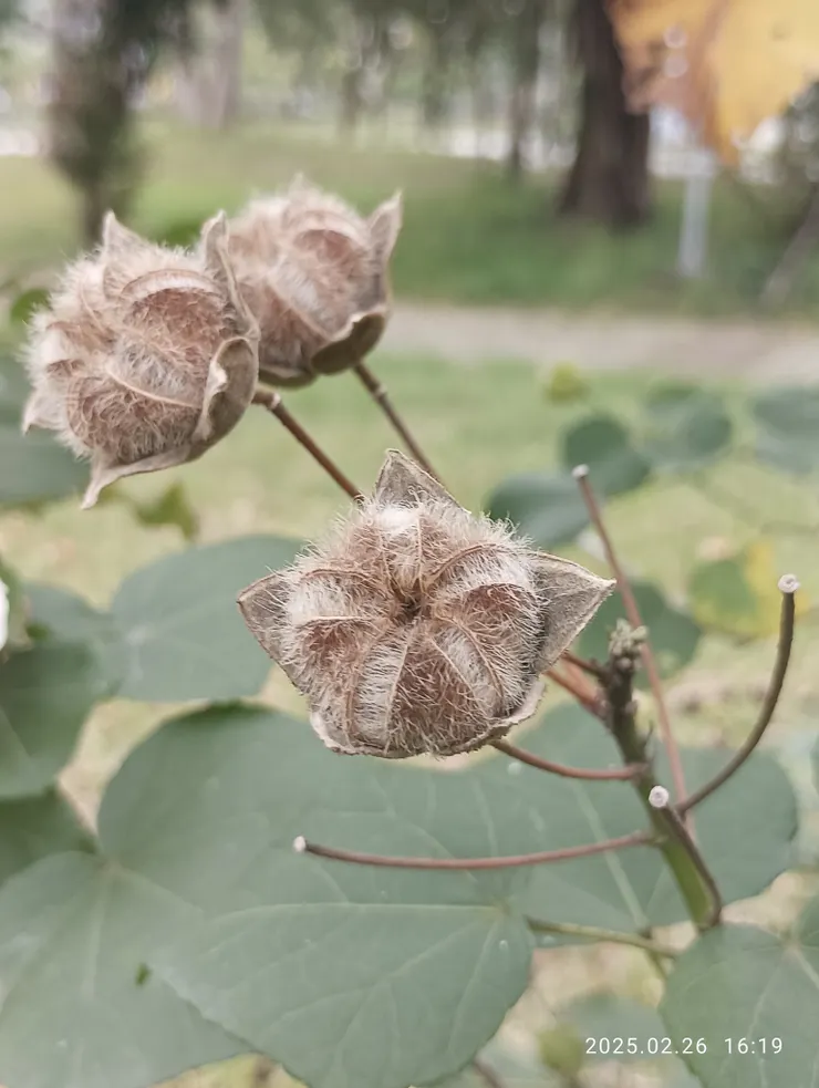 山芙蓉果實乾褐後種子於其中