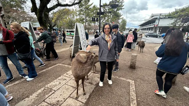 還不到公園已經有一堆鹿