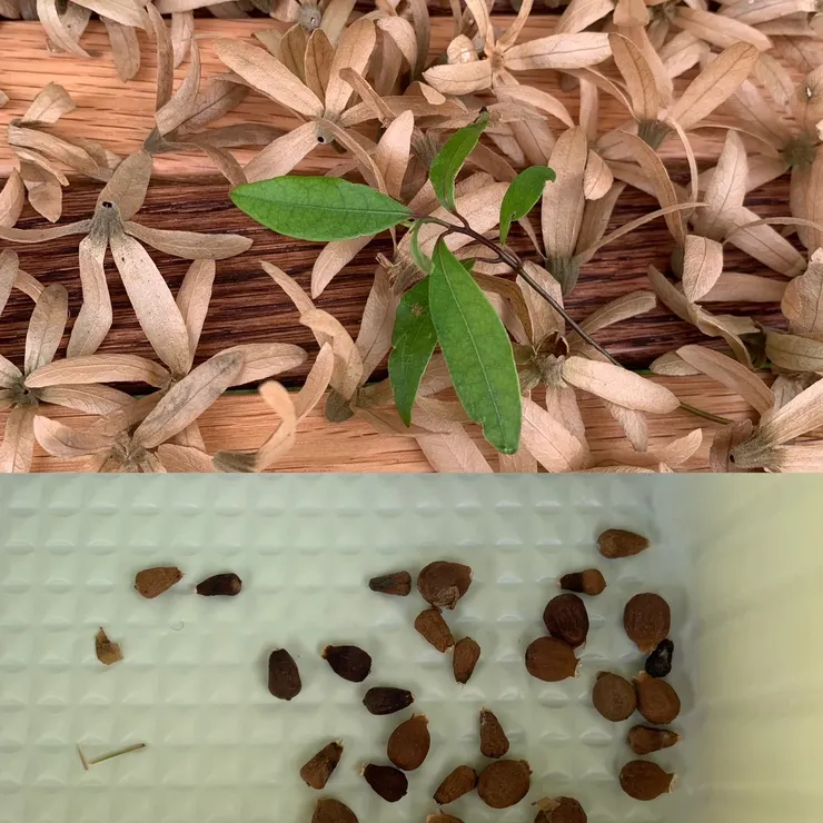 錫葉藤的乾燥花，以及種子。