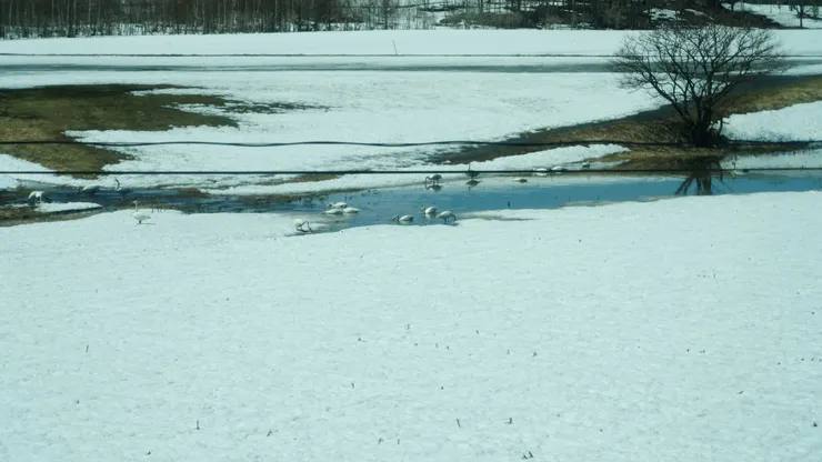 春江水暖鴨先知