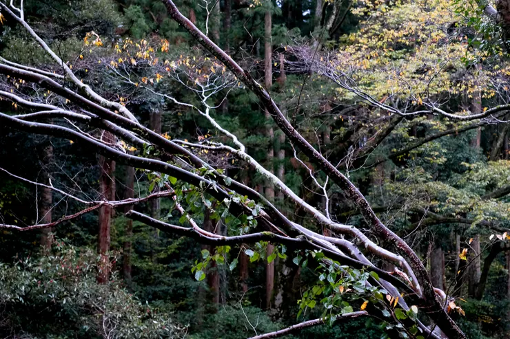 早晨的窗外景色