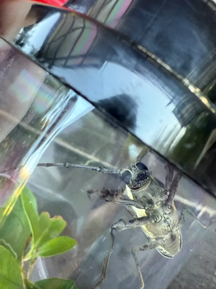 2025/11/16 牽牛照