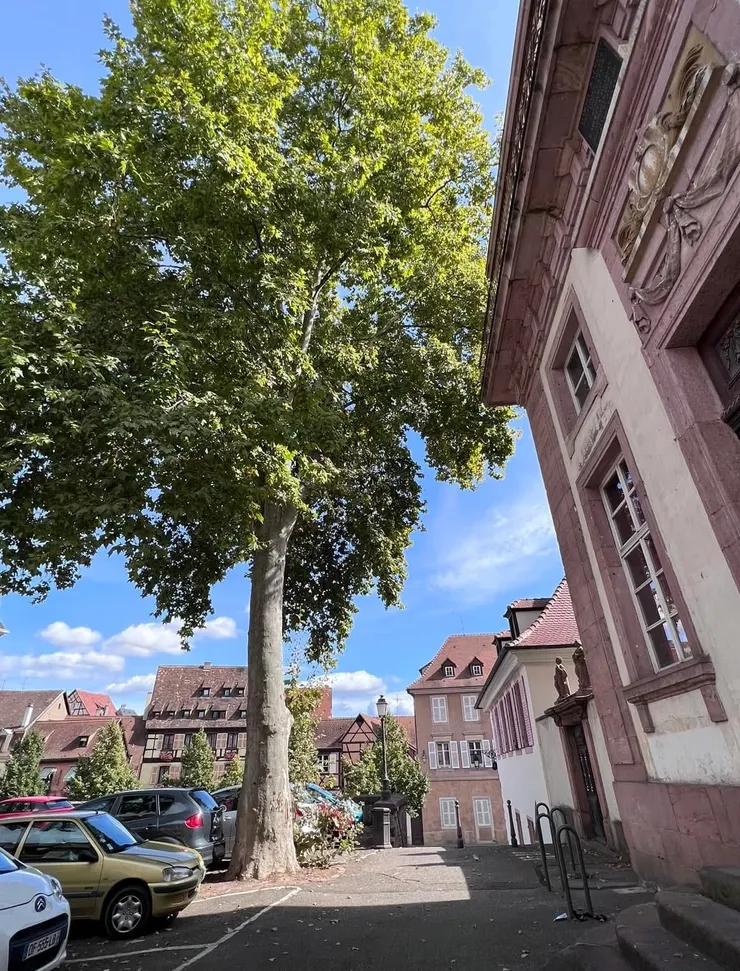 我的世界圍繞著這棵大樹