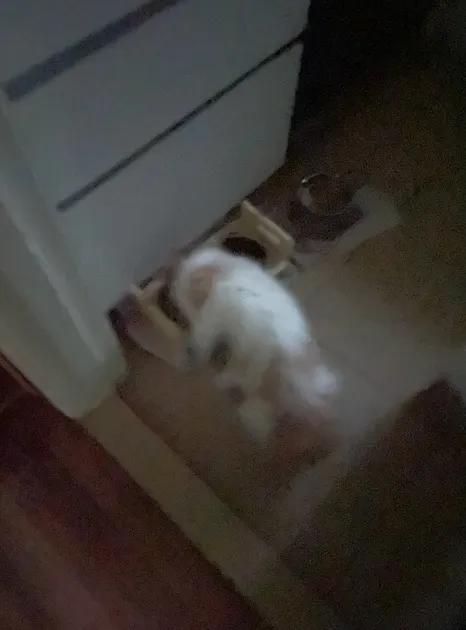 拍攝於2023年2月,家姐在廚房偷食