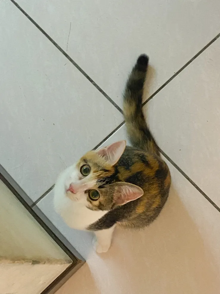 會被抬頭看的Aura喵可愛死...TT（IG：aura.meow0410）