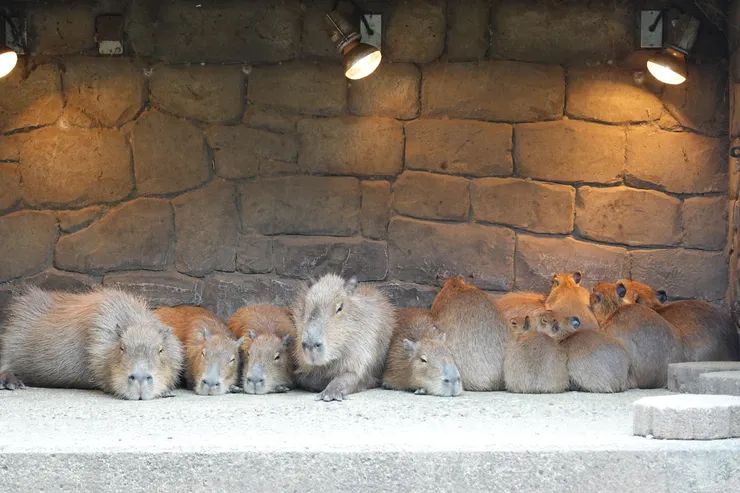 擠成一團取暖的水豚們。