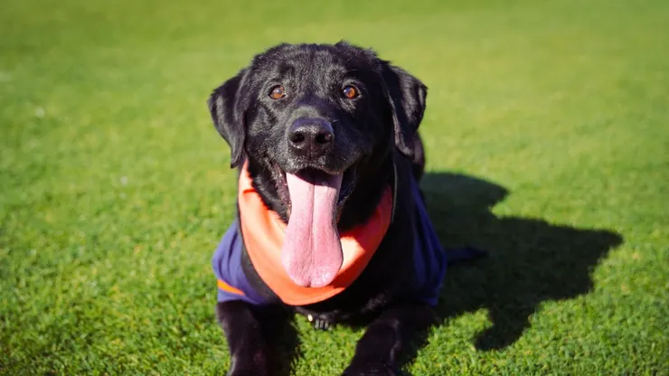 Photo：Finn the bat dog