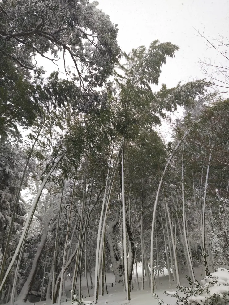 有人看過雪景中的竹林嗎?