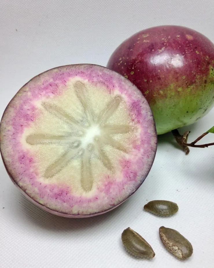 星蘋果Chrysophyllum cainito