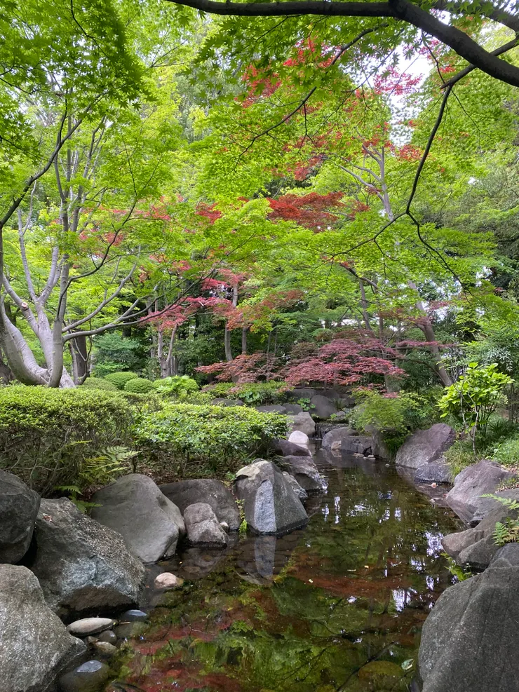 粉紅姐說沒有櫻花就看葉子的公園。