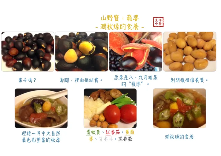 秋季節氣飲食：山野的「蘋婆」