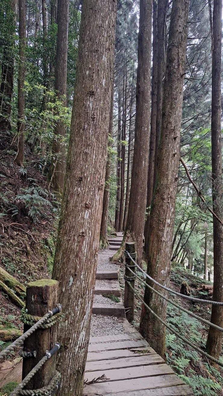 杉林溪深山小徑