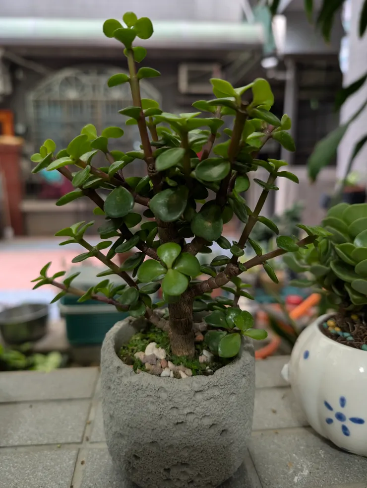 銀杏，像小樹感，本體很像漫畫中出現的植物，拍不出來，配石頭感的盆器，特別像野外