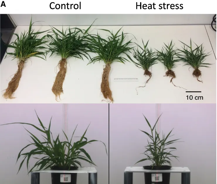 圖片擷取自期刊。