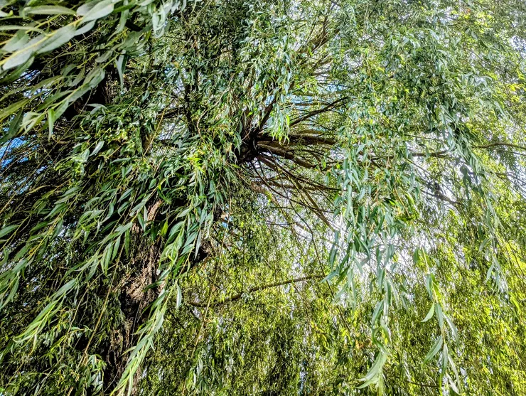 2025/07/22 大暑:住家巷口一戶人家後院,有參天柳樹一棵,每次外出散步必經過。節氣之始,以汝為證。