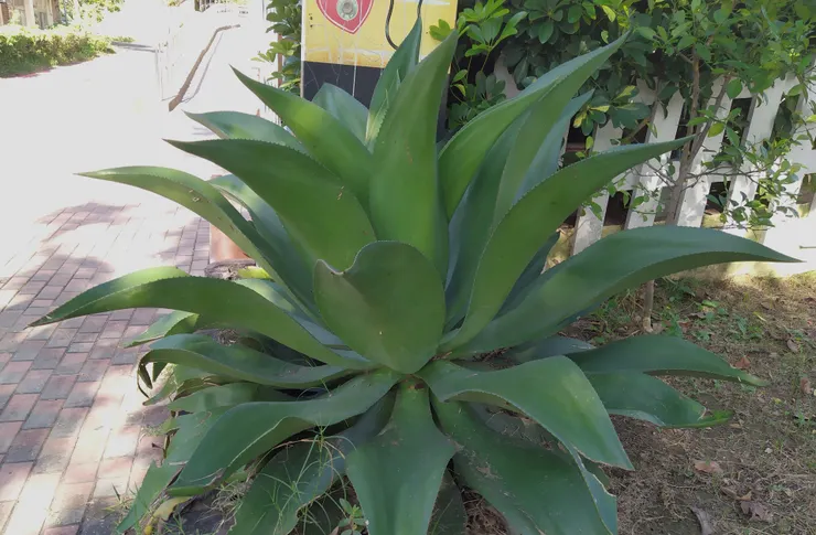 皇冠龍舌蘭