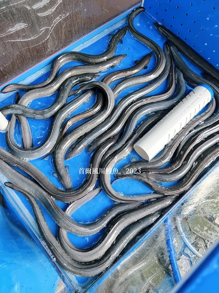 新鮮現殺鰻魚