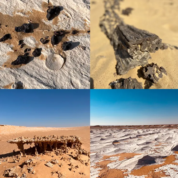 貝殼化石/樹木化石/紅樹林化石/如海浪般的白堊岩