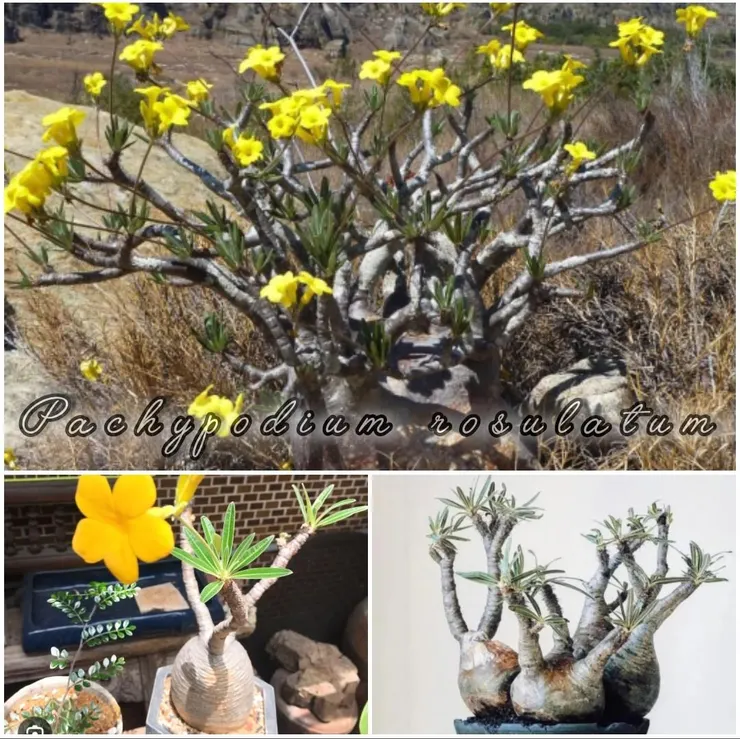 象牙宮Pachypodium rosulatum