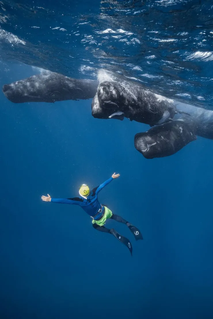 彈頭 見證抹香鯨接生實錄 畫面超震撼。（圖：美秀創意)