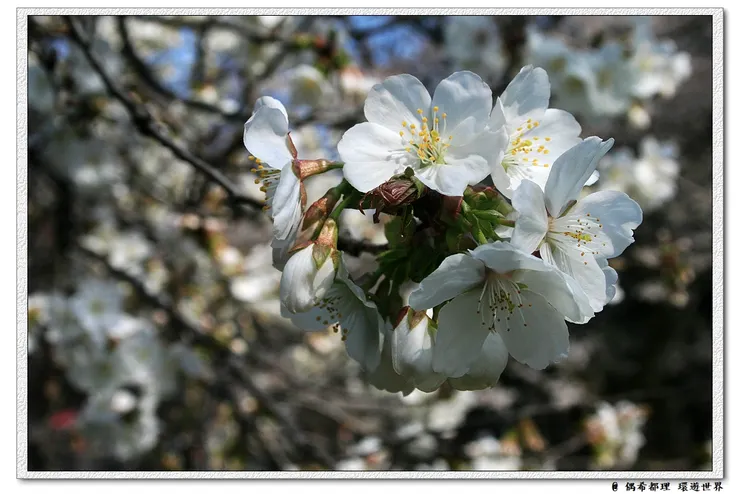【東京・櫻花】
