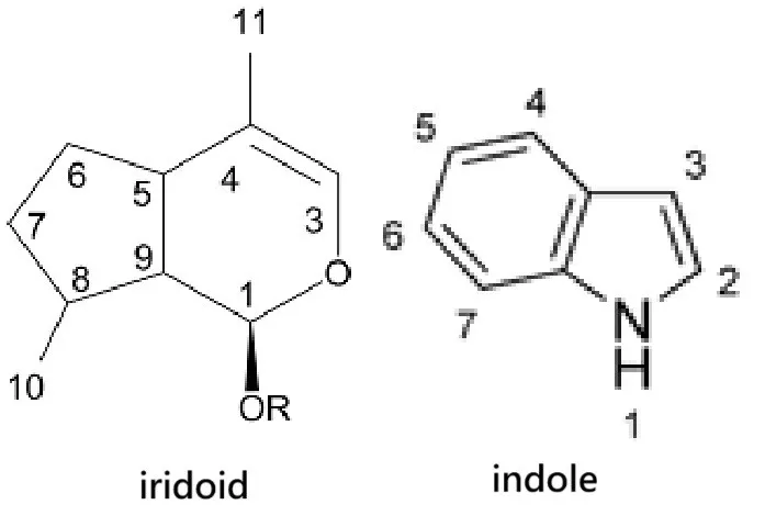 環烯醚萜（iridoid）與吲哚（indole）