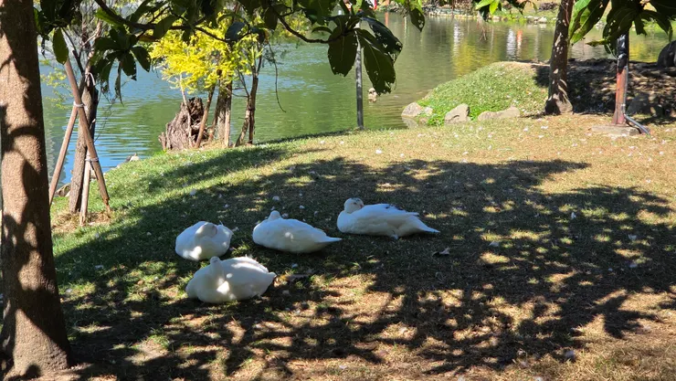 中興湖(李建崑攝影)
