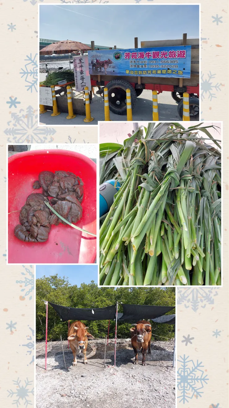 海牛的💩💩😅😅及牧草可餵牛