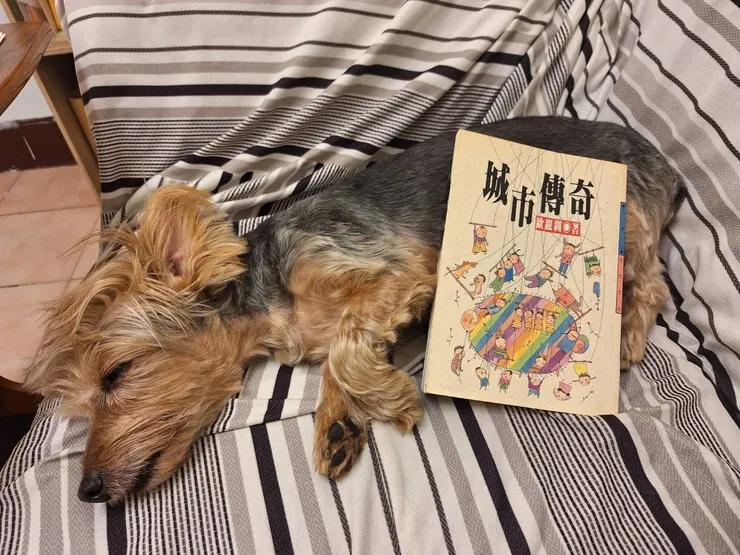 冬日陪讀小書僮