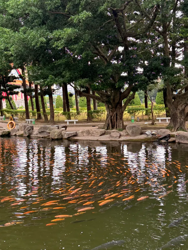 錦鯉順著水流，排列成圓弧狀。