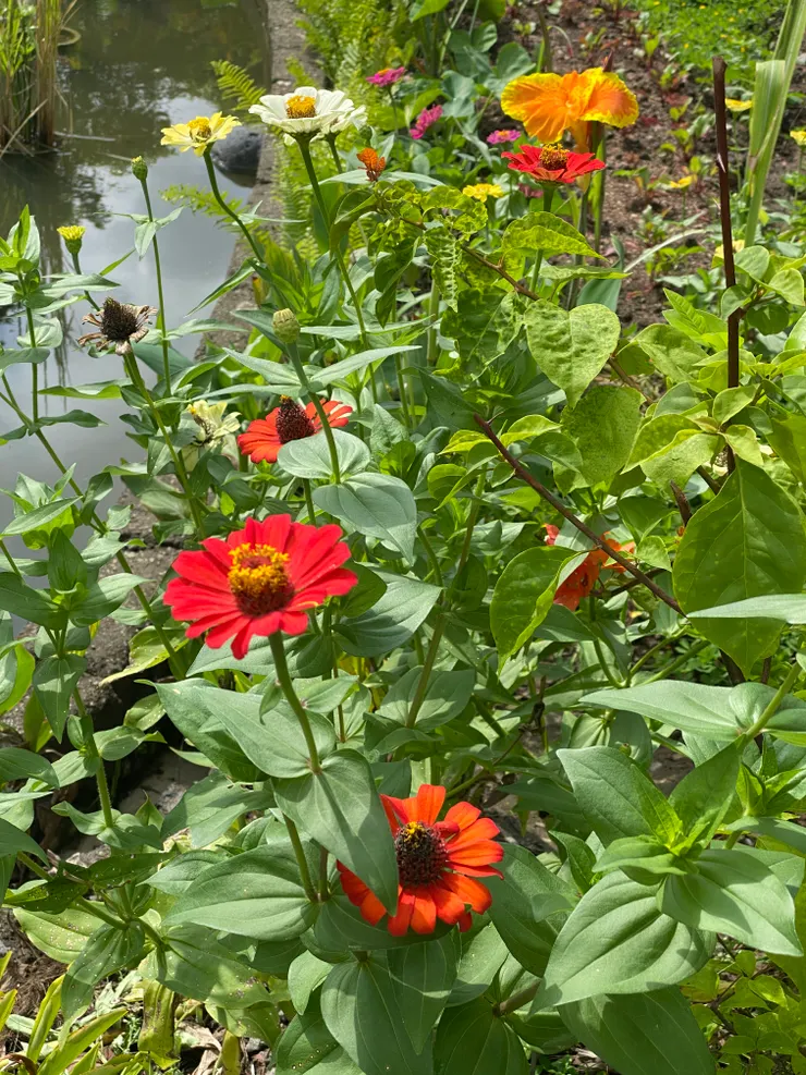 ALchemy裡面種的花，去了峇里島一趟，更喜歡鮮豔顏色了