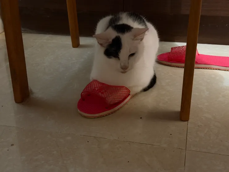 牛仔:我穿拖鞋有沒有很可愛呢?